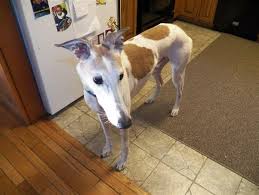 How are dogs taken care of in new hampshire? Adopt Wine Rater On Petfinder Dog Adoption Grey Hound Dog Dogs