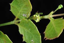 Image result for Crossopetalum