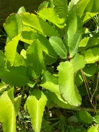 Image result for Rastrophyllum pinnatipartitum