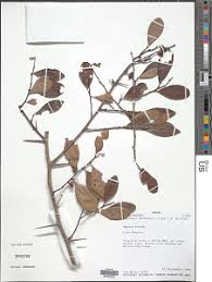Image result for Hippocratea apocynoides