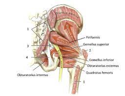 The medial compartment is made up of the adductor magnus, adductor longus, adductor brevis, gracilis and obturator externus. Functional Anatomy Of The Small Pelvic And Hip Muscles Completed Institute Of Basic Medical Sciences