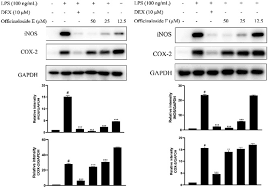 Image result for Morinda asteroscepa