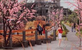 #tamanselfi#anekabunga#balonudara#jembatanunik# tempat wisata murah meriah. Taman Bunga Sakura Di Jogja Arena Wisata Tour And Travel Terpercaya