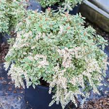 Image result for Pieris japonský little heath obrázek