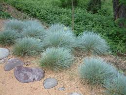 Festuca Glauca Elijah Blue Landscaping With Rocks Tropical Landscaping Succulent Landscaping
