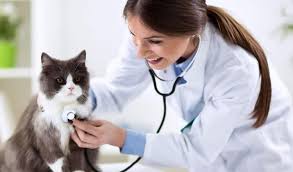 No pet carriers, no waiting rooms, no hassle. 7 Dokter Hewan Di Jakarta Selatan Yang Terpercaya