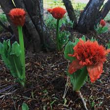 Image result for Scadoxus puniceus