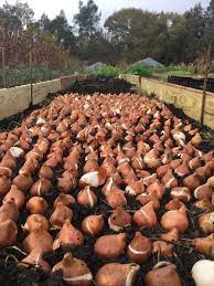 A No Till Tulip Planting Method From Love N Fresh Flowers A Flower Farm In Philadelphia Click To Learn All Planting Tulips Flower Farm When To Plant Tulips