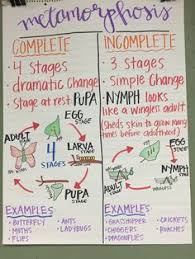 158 Best Science Anchor Charts Images In 2019 Science