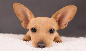 Maybe you would like to learn more about one of these? Wildlife Exotic And Small Pets East Bay Spca