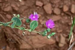Image result for Corbichonia decumbens