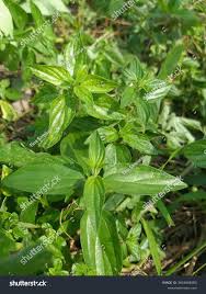 Image result for Pouzolzia