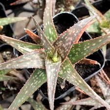 Image result for Aloe barendii