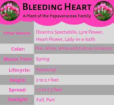 Everything from carnations to violets, from hydrangeas to orchids. Bleeding Heart A Plant Of The Papaveraceae Family Giftblooms Resource Guide