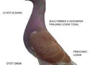 Finden sie ihre in wenigen klicks. Ciri Ciri Merpati Balap Sprint Cepat Tanipedia Co Id