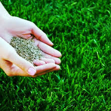 Contact us today to create the perfect plan to improve your lawn! Lawn Care Services Near Me Dreamlawns Lawn Fertilizer Services