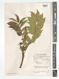 Image result for Bersama abyssinica