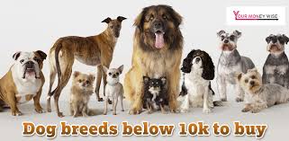 Pocket dog price in sri lanka. Dog Breeds Below 10 000 To Buy Yourmoneywise In