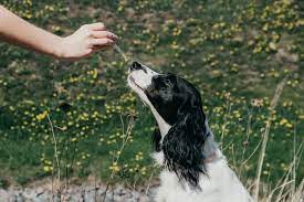 While research on cbd oil is still new, there are several human studies confirming it to be a viable treatment method for a number of medical. Hemp Oil For Dogs Benefits And Uses Great Pet Care