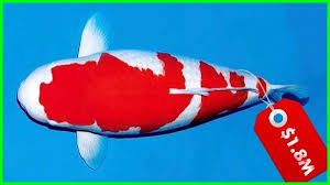 We did not find results for: 12 Ikan Hias Air Tawar Termahal 2021 Daftarhewan Com