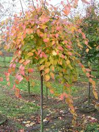 Feb 11, 2021 · autumn blaze maple trees have stunning fall foliage with branches that are rounded or oval. American Hornbeam Fall Color See Http Www Seattle Gov Trees Hornbeam Html For Planting Spacing Tips American Hornbeam Hornbeam Tree Shade Loving Plants