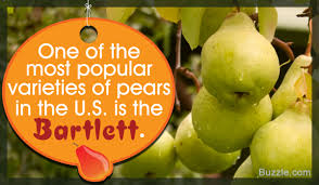 … the flowers that produce next year's crop are initiated during the development of the current season's. Types Of Pear Trees You Didn T Know Of And Tips To Grow Them Gardenerdy