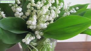 Armed with the right knowledge, you too can send secret messages through beautiful bouquets. Legends And Facts About The Lily Of The Valley Youtube