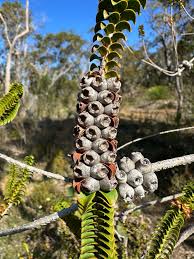 Image result for Astragalus atropilosulus