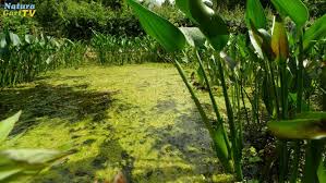 Naturagart Tv Algen Entstehung Und Vermeidung Vermeidung Von Algen Im Teich