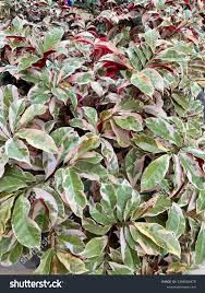 Image result for Excoecaria