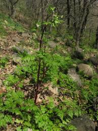 Image result for Afroligusticum