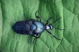 Májka fialová má povesť nebezpečného chrobáka, na ktorého si treba dávať pozor a ktorého nemáme v žiadnom prípade brať do rúk. Nahuby Sk Fotografia Majka Fialova Sk Majka Fialova Cz Meloe Violaceus Marsham 1802