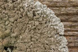 Image result for Aleurites