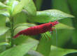 Comment lever des crevettes Red Cherry: tapes - How
