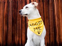 Click this button and it will take you to a form to complete. Dog Adoption In San Antonio The Dog Guide San Antonio