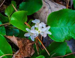 Image result for Laurembergia repens