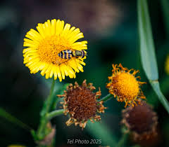 Image result for Savannosiphon euryphyllus