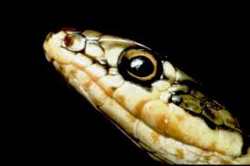 But its name comes not so much from the spider's ability to kill humans, but from a cannibalistic behavior noticed in the species during copulation. Cyprus Poisonous And Venomous Snakes Spiders Insects And Bugs Hubpages