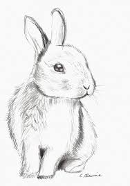 Fluffy Bunny By Christina 0o On Deviantart Animal Drawings Sketches Animal Drawings Bunny Sketches