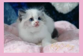 Ragdoll kittens and rabies vaccination concerns