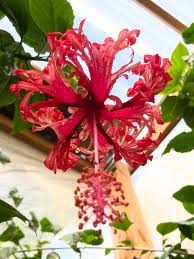 Image result for Hibiscus schizopetalus