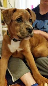 Here's a boxer named junebug and her playful 8 week old boxer puppies. Just Brought Our Newest Family Member Home From The Shelter Meet Our 4 Month Old Boxer Catahoula Leopard Mix Puppy Imgur