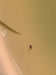 Was sind das fur larven gefunden unterm bett tiere insekten. Schwarze Springende Kafer Insekten Lause Wanzen