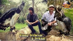 Posted in burung, hewan terbesartagged burung elang terbesar, burung garuda terbesar di dunia. Ukuran Tubuh Hampir Sama Seperti Manusia 5 Burung Elang Terbesar Terkuat Di Dunia Youtube