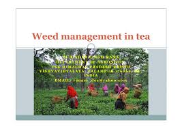 Weed tea has been used for millennia to treat a variety of ailments from nausea to chronic pain. Pdf 31 Weed Management In Tea