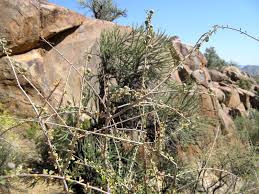 Image result for Euphorbia guerichiana
