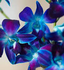 So what about the bright blue orchids you may have seen at your local lowe's or grocery store? Ocean Breeze Orchids 1800flowers Com 140953