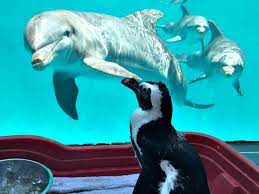 Top 10 Things To Do In Fort Walton Beach Florida Fort Walton Beach Florida Fort Walton Beach Beach Fun