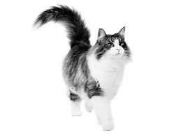 If the cat becomes a difficult eater, a different brand of cat food that is high in protein and meat can be tried. Black And White Norwegian Forest Cat Breed Wallpapers Wallpaper Cave