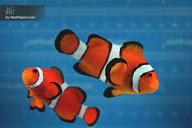 Ocellaris Clownfish Clown Fish Fish Pet Fun Facts